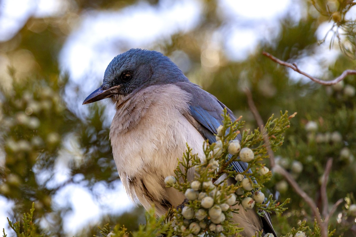 Mexican Jay - ML644636277