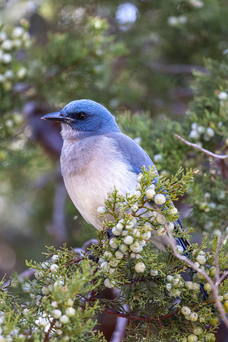 Mexican Jay - ML644636278