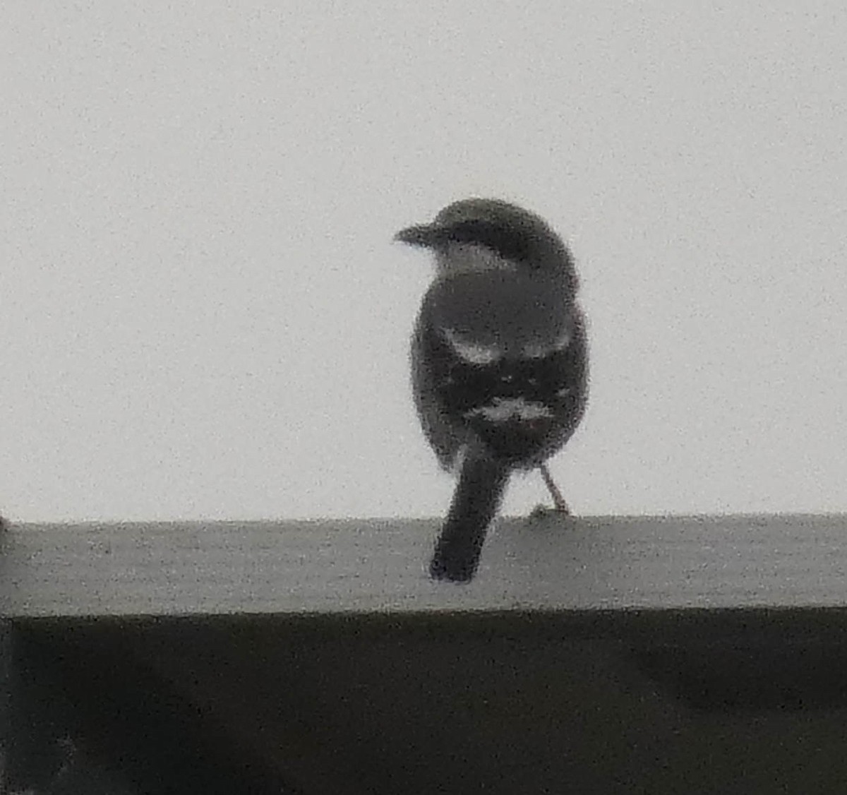 Iberian Gray Shrike - ML644636281