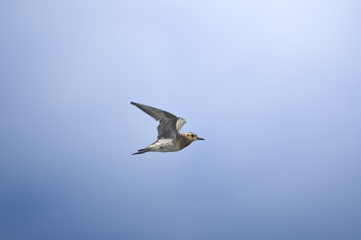 Pacific Golden-Plover - ML644636282