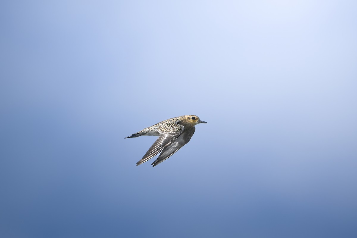 sibirlo - ML644636283