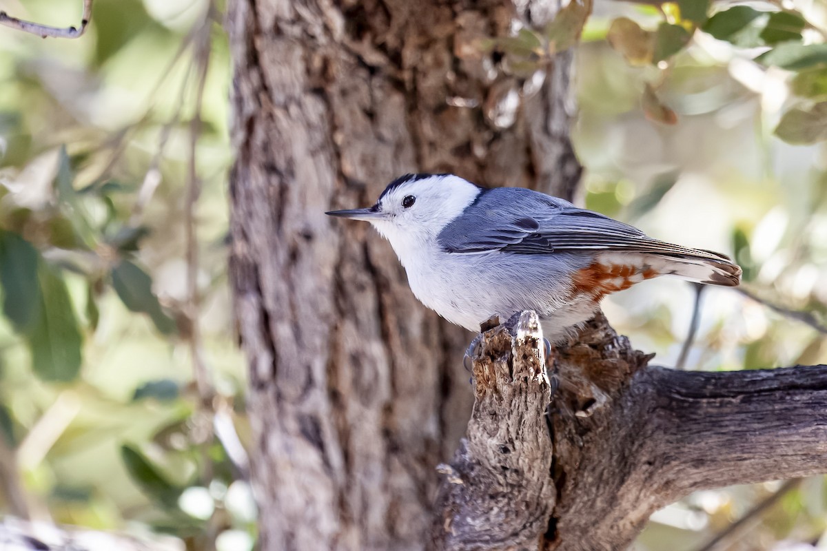 White-breasted Nuthatch - ML644636285
