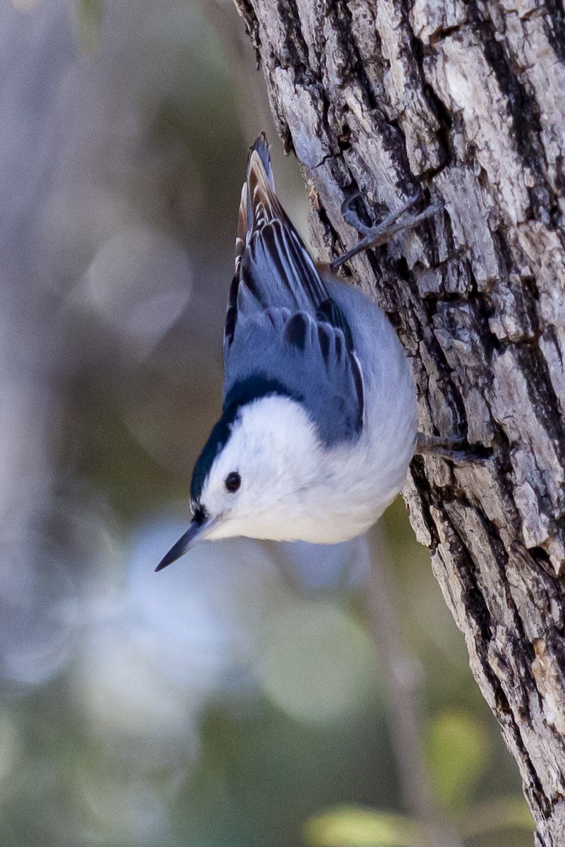 White-breasted Nuthatch - ML644636286