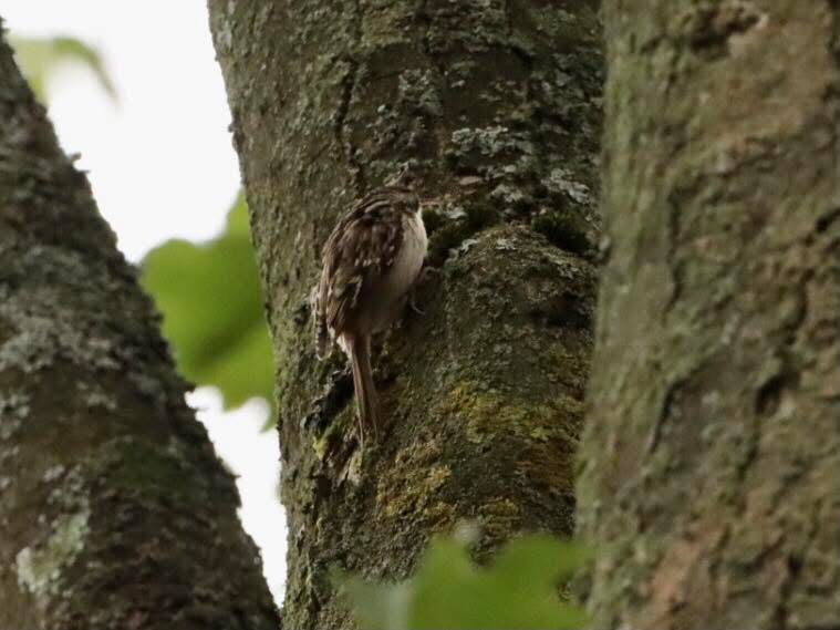 Short-toed Treecreeper - ML644636289