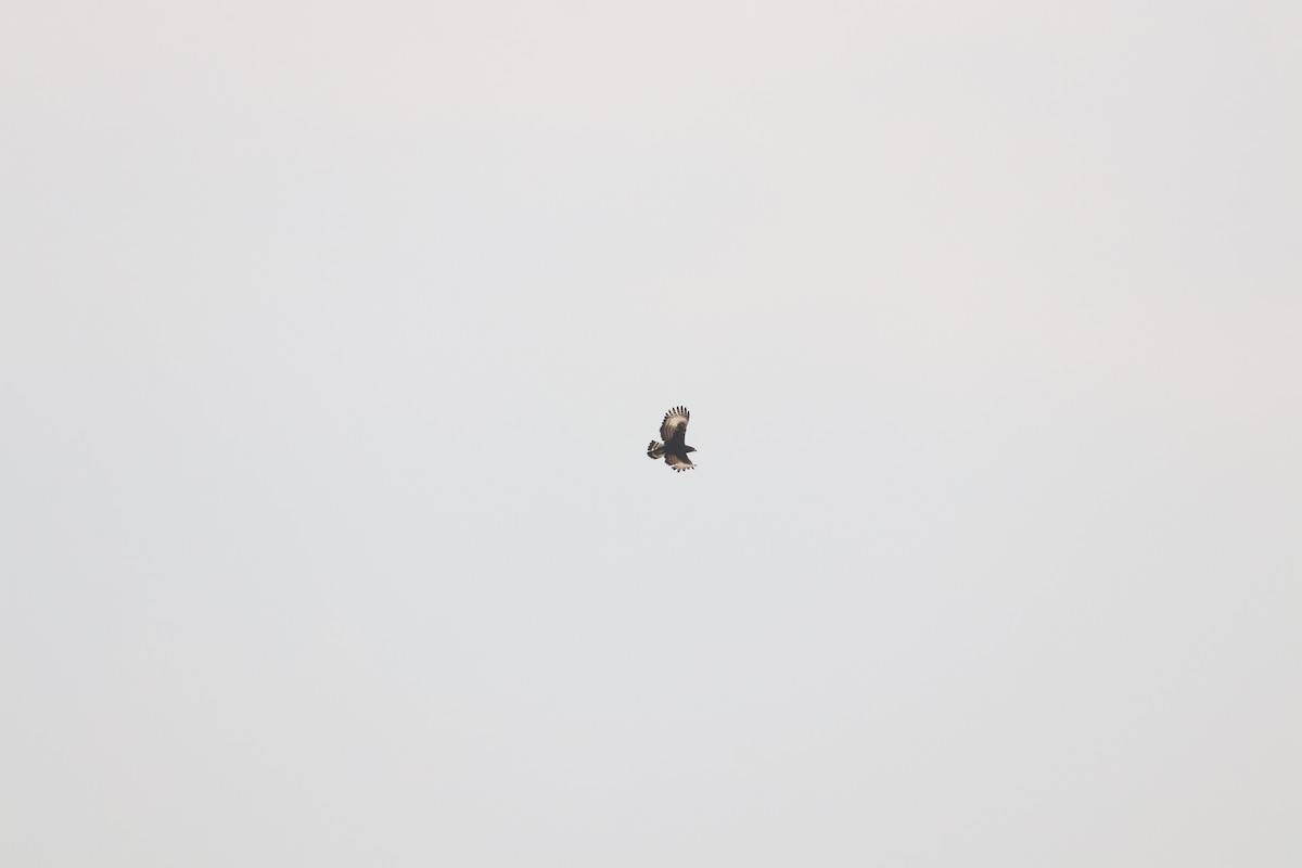 Long-crested Eagle - ML644636296