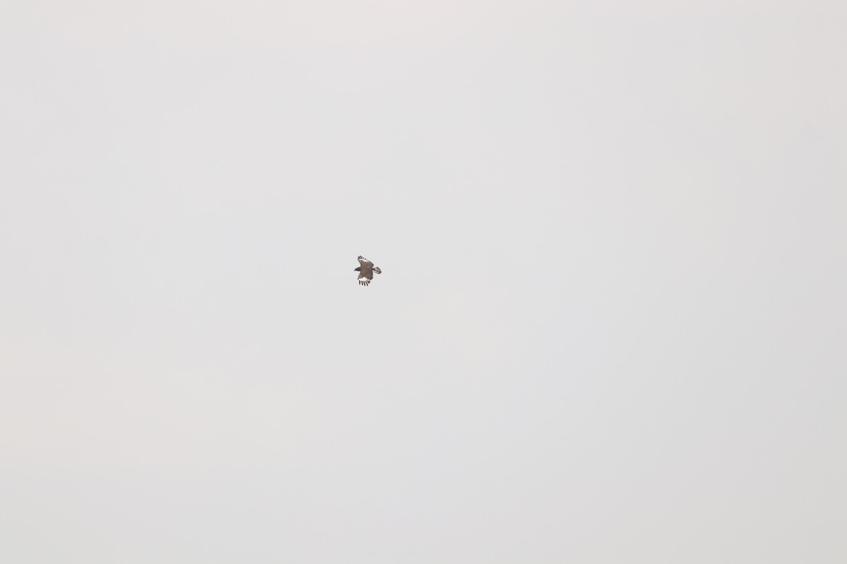 Long-crested Eagle - ML644636303