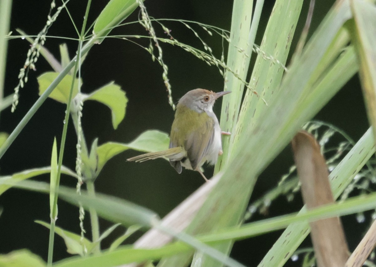 Common Tailorbird - ML644636305