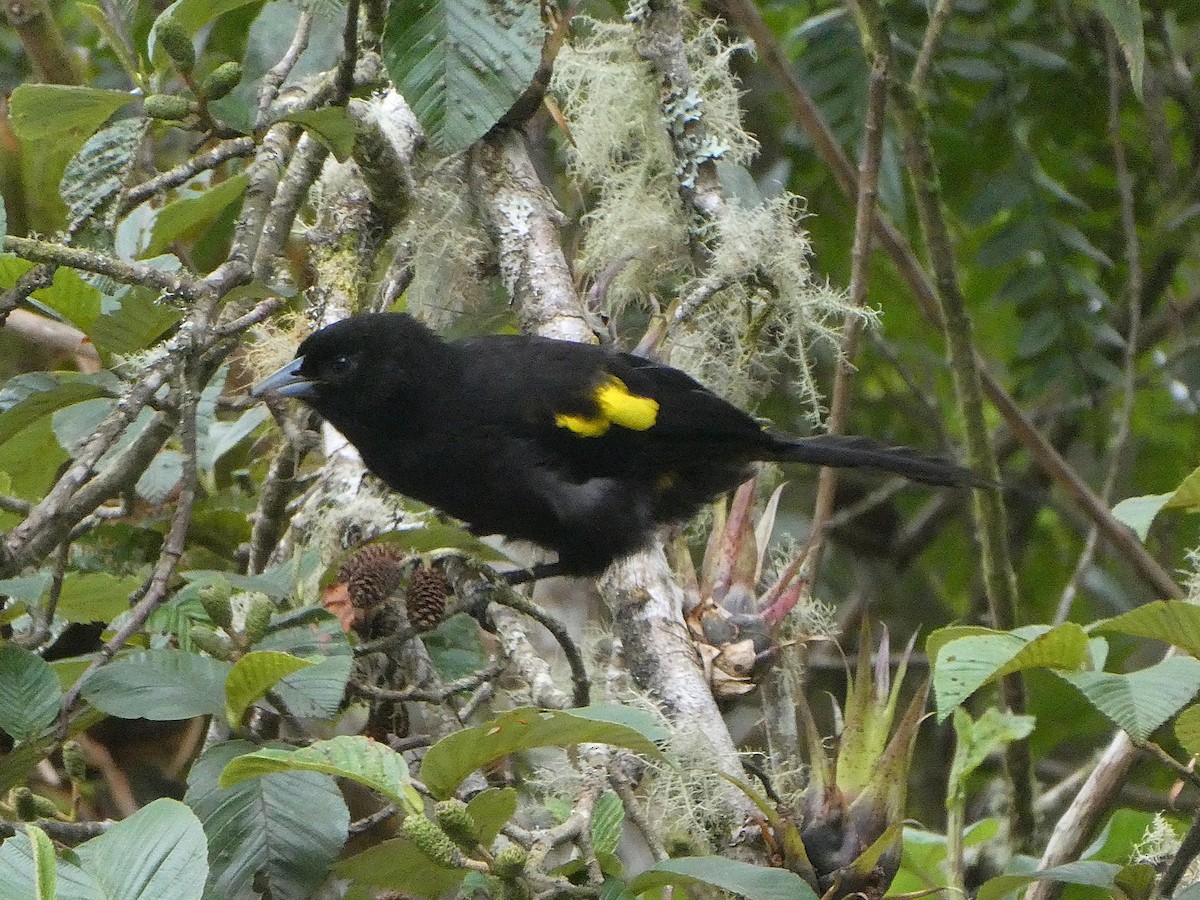 bergkasik - ML644636307