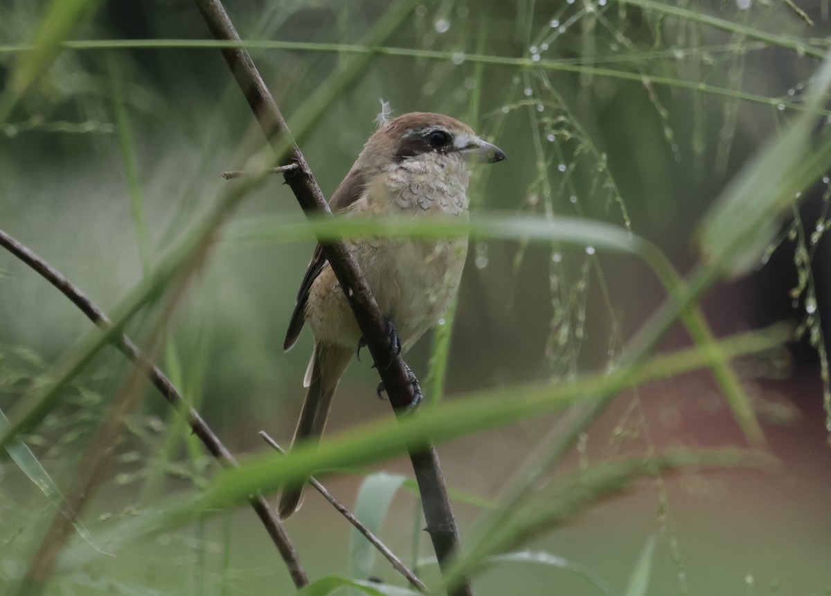 Brown Shrike - ML644636308