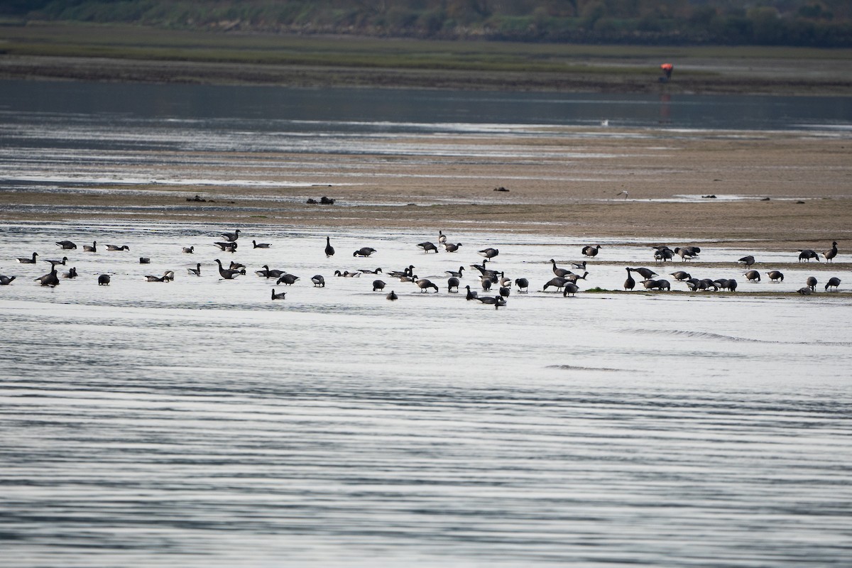 Хар толгойт галуу - ML644636311