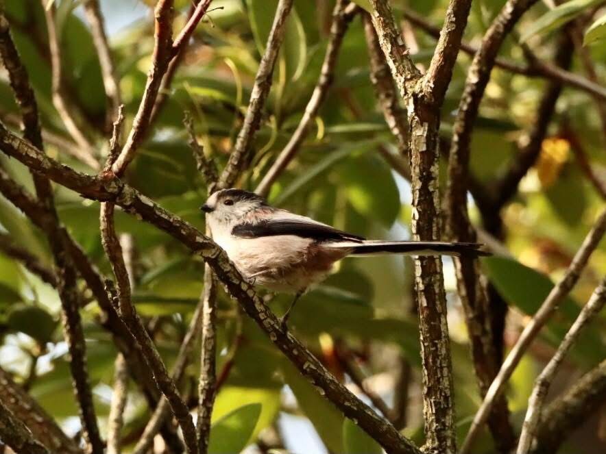 Сүүлт хөх бух - ML644636319