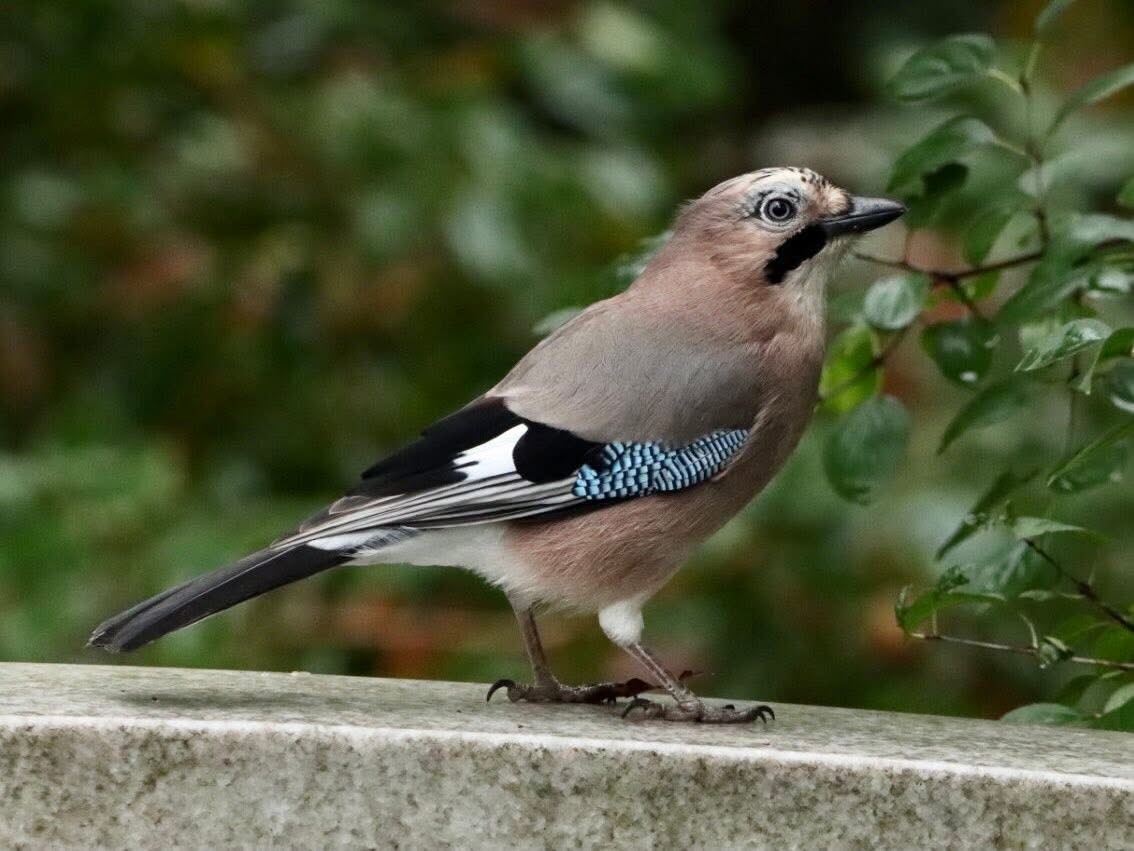 Ятга шаазгай - ML644636327