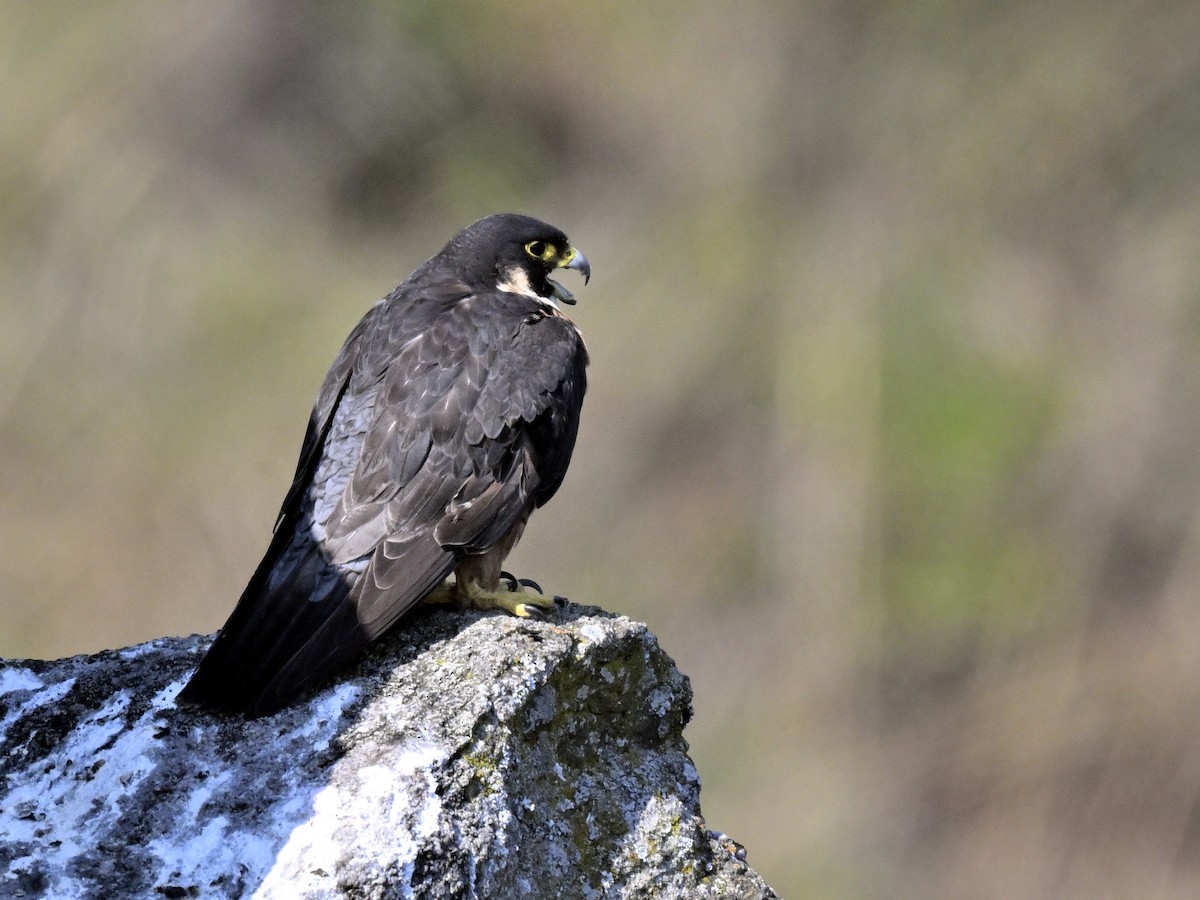Peregrine Falcon - ML644636338