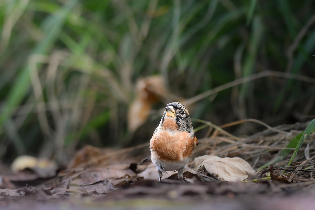 Алаг бужирга - ML644636339