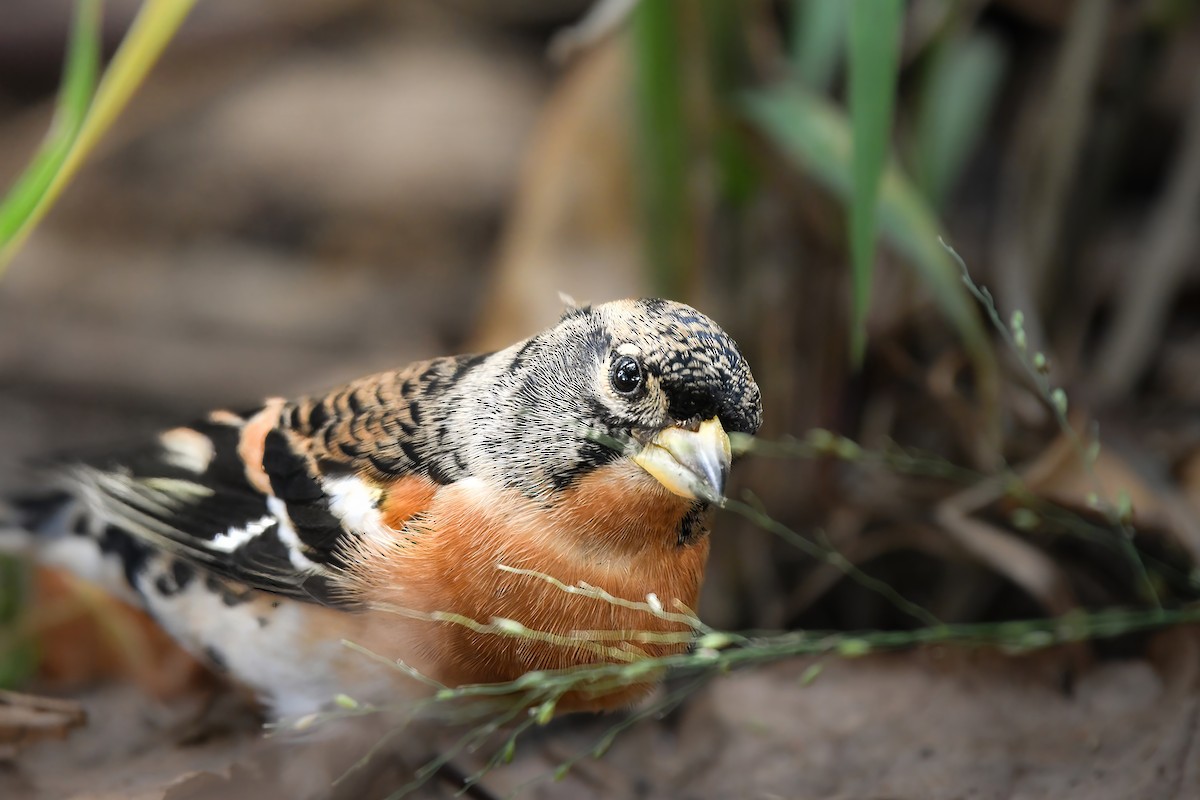 Алаг бужирга - ML644636340