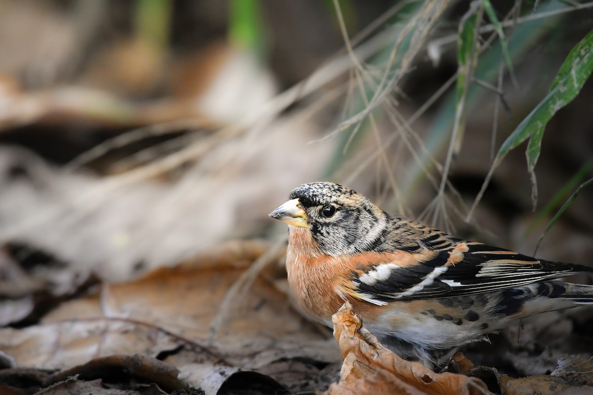 Алаг бужирга - ML644636341