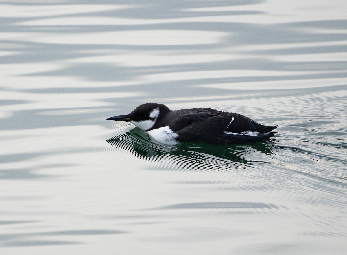 Common Murre - ML644636342