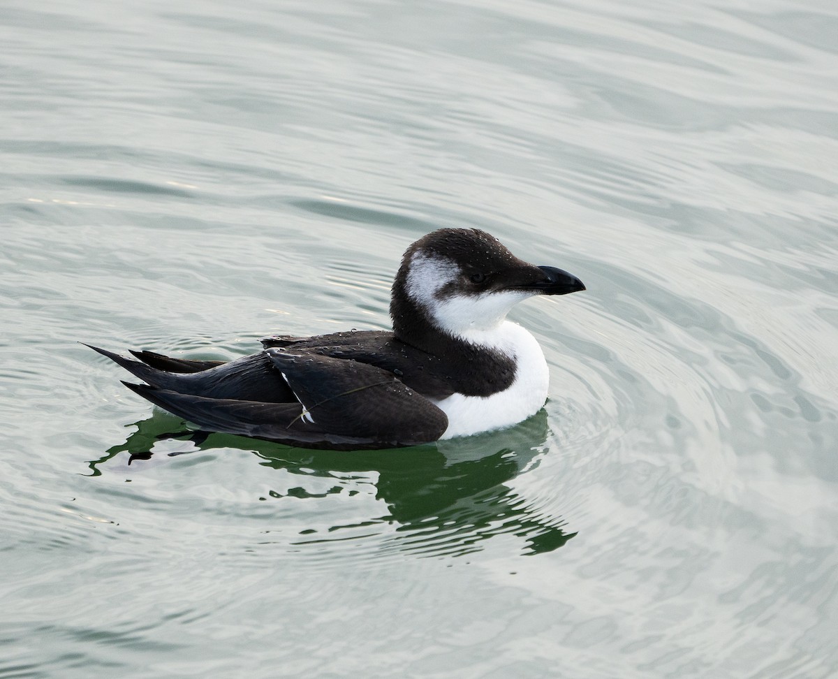 Razorbill - ML644636347