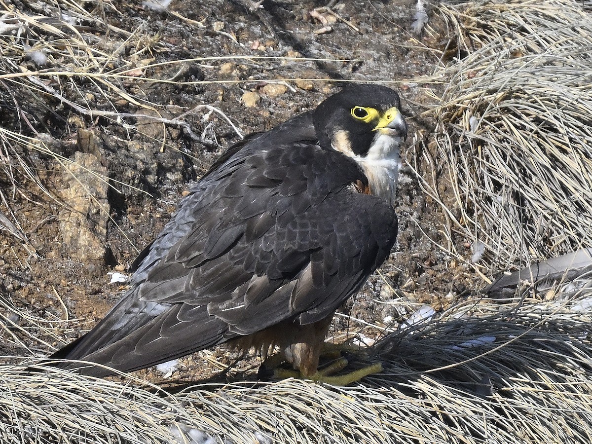 Peregrine Falcon - ML644636348