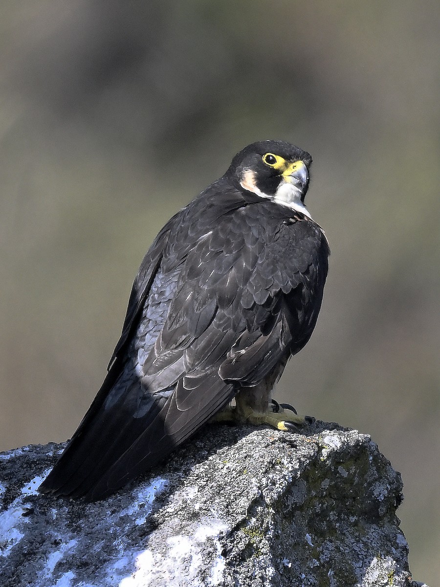 Peregrine Falcon - ML644636353