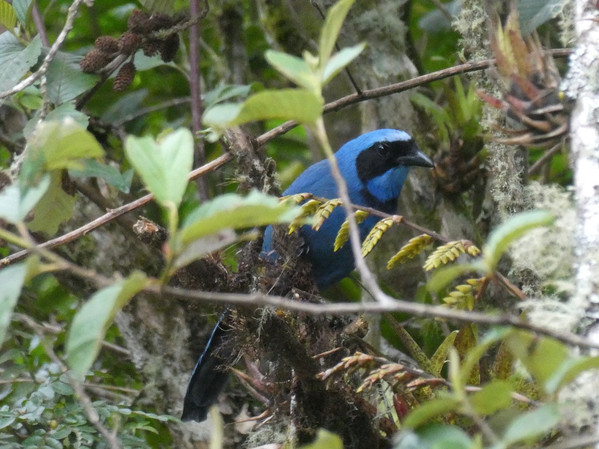 turkisskrike - ML644636362