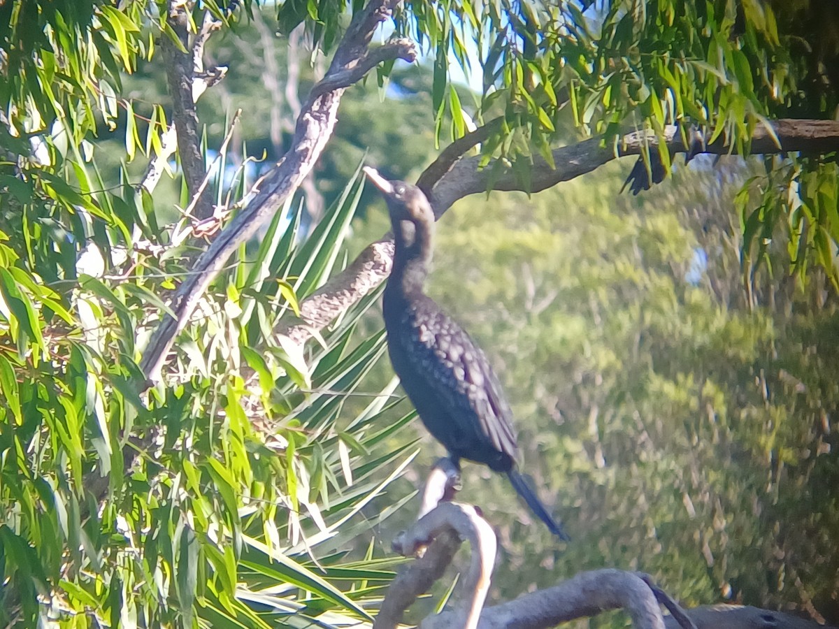 Kömür Karabatağı - ML644636365