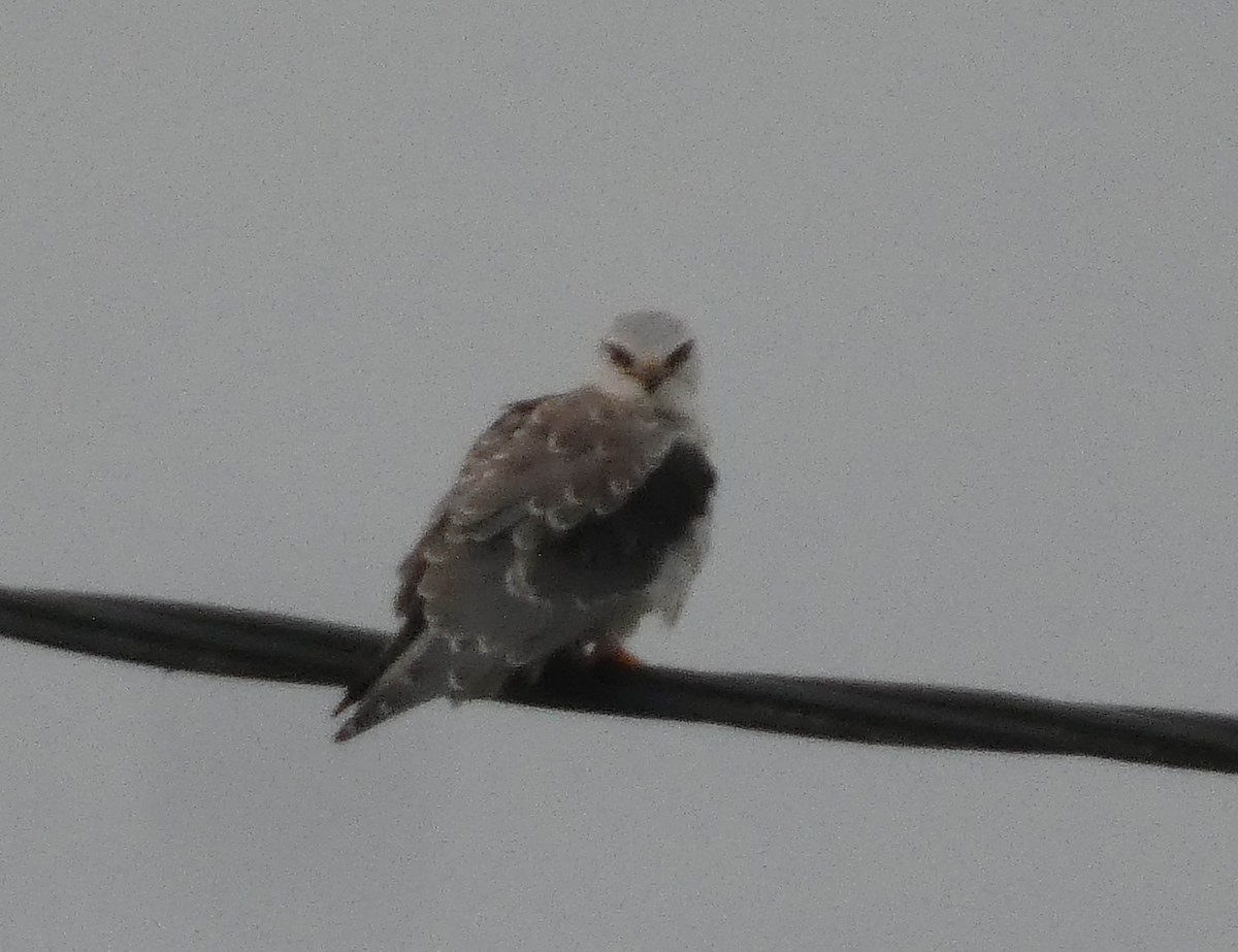 Black-winged Kite - ML644636367