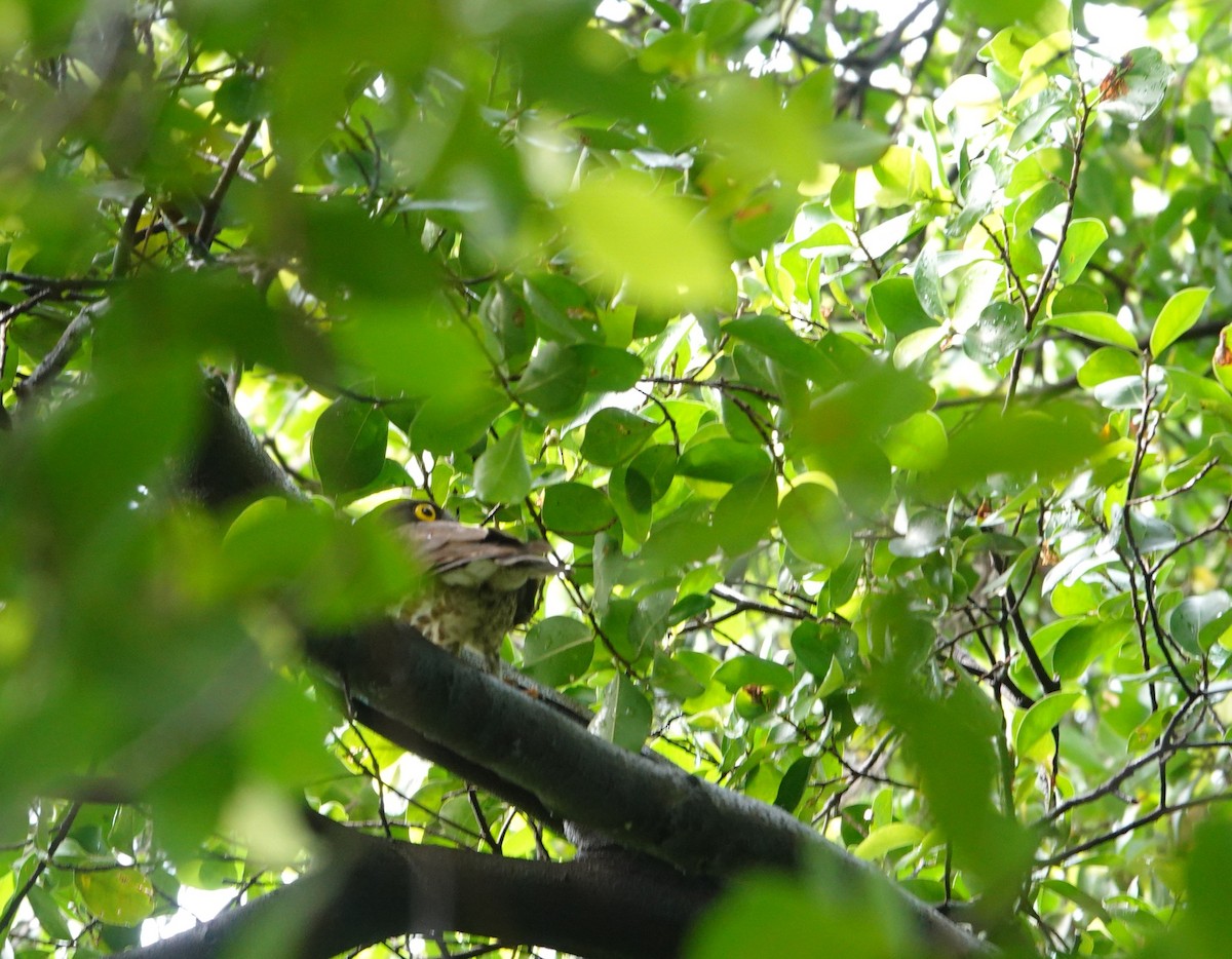 アオバズク - ML644636389