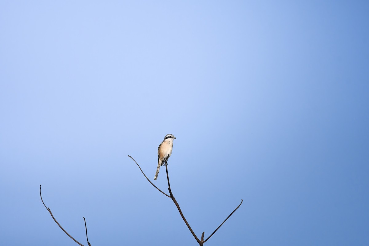 アカモズ - ML644636392