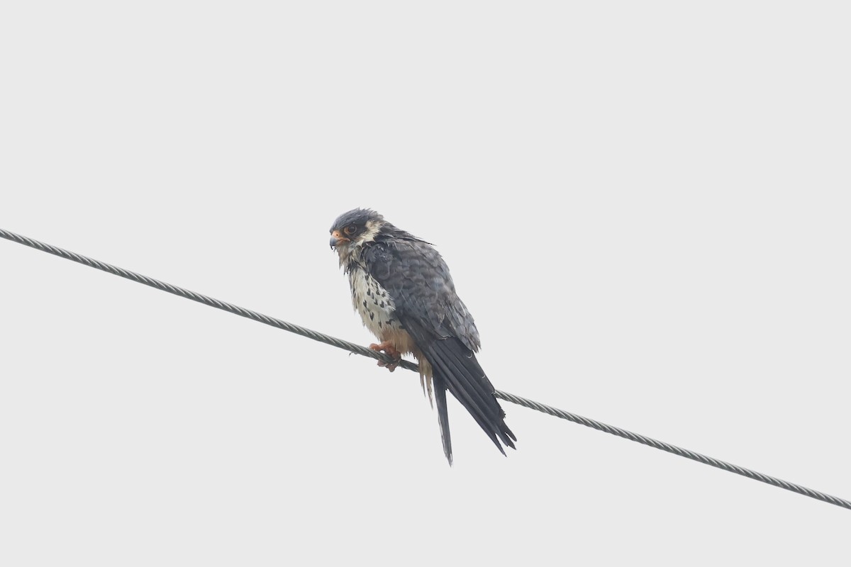 アカアシチョウゲンボウ - ML644636394