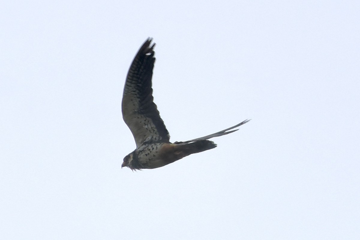 アカアシチョウゲンボウ - ML644636395