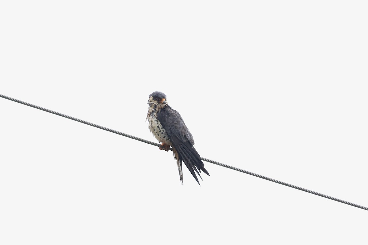 アカアシチョウゲンボウ - ML644636396