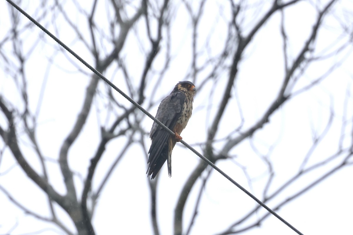 アカアシチョウゲンボウ - ML644636398