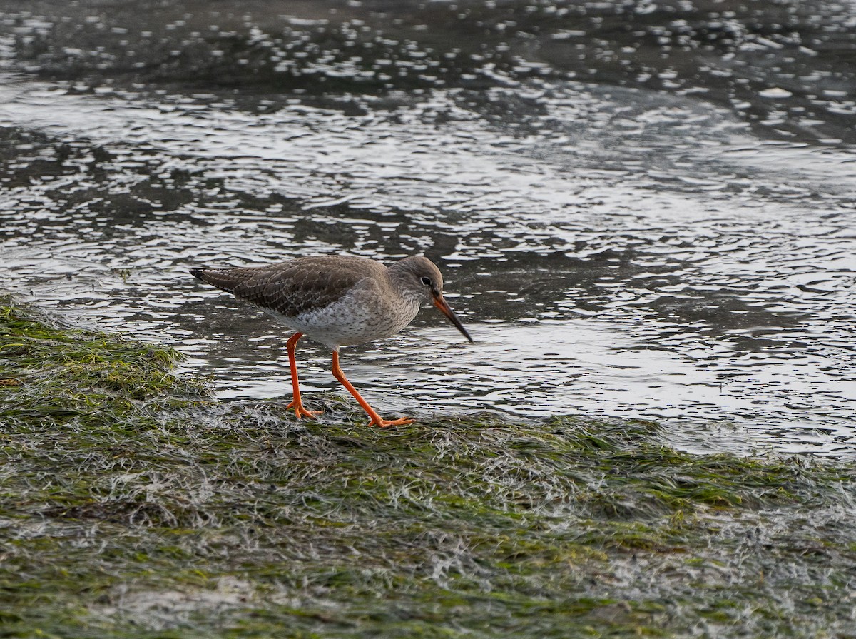 アカアシシギ - ML644636399