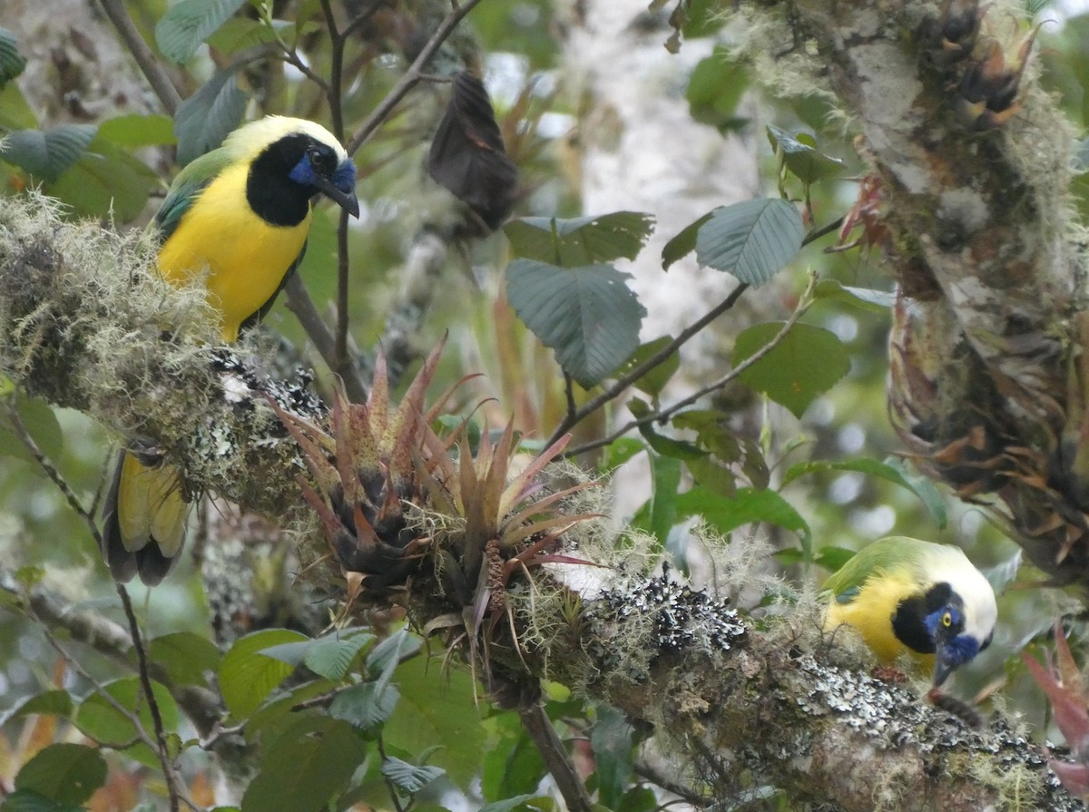 インカサンジャク - ML644636400