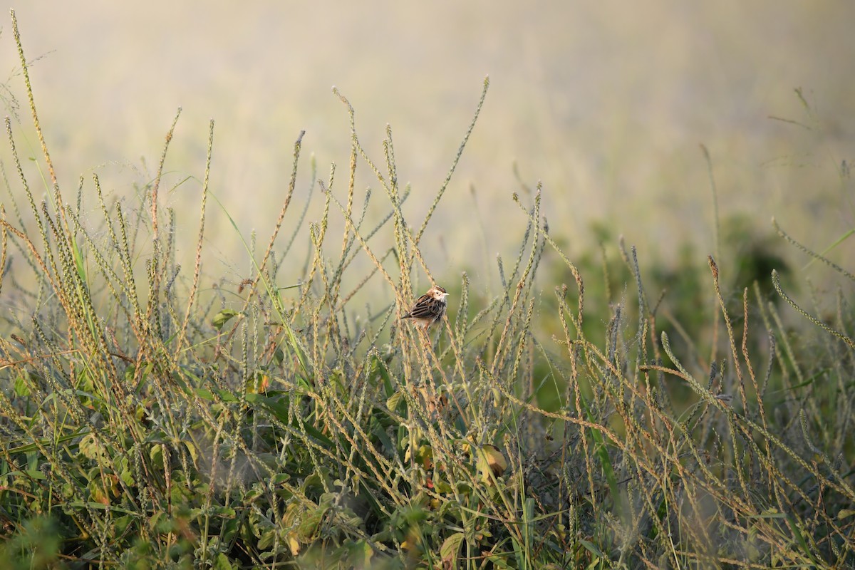 セッカ - ML644636402