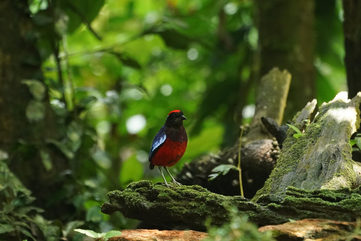 ムラサキヤイロチョウ - ML644636403