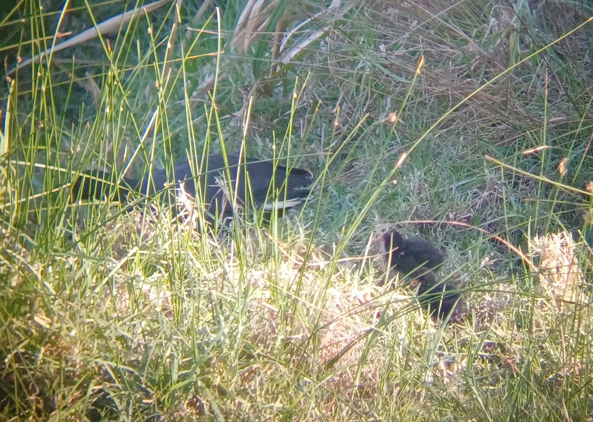 ネッタイバン - ML644636405