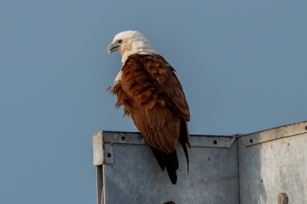 シロガシラトビ - ML644636406