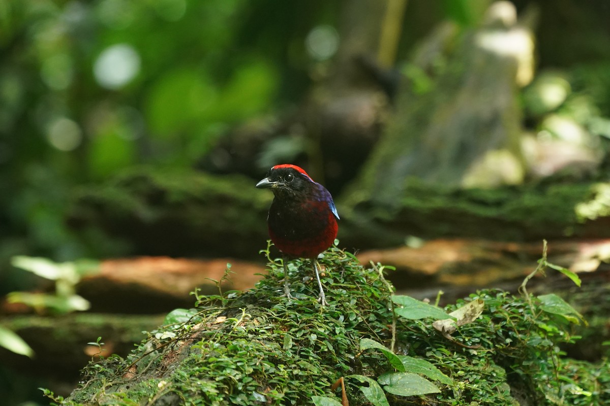 ムラサキヤイロチョウ - ML644636407