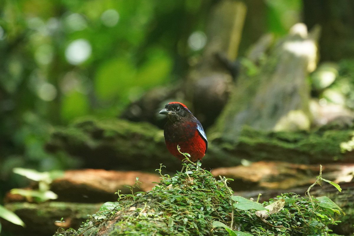 ムラサキヤイロチョウ - ML644636409