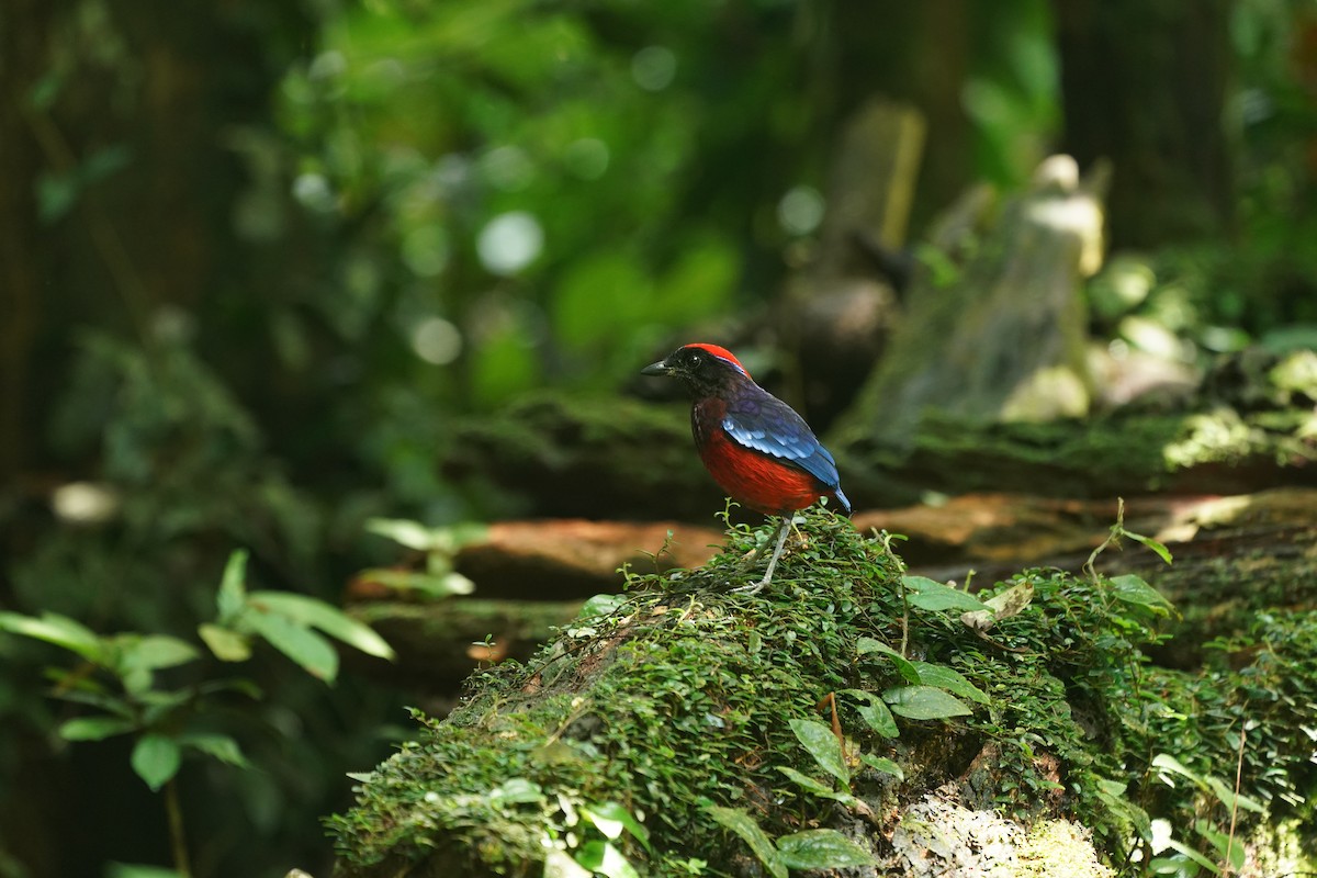 ムラサキヤイロチョウ - ML644636410