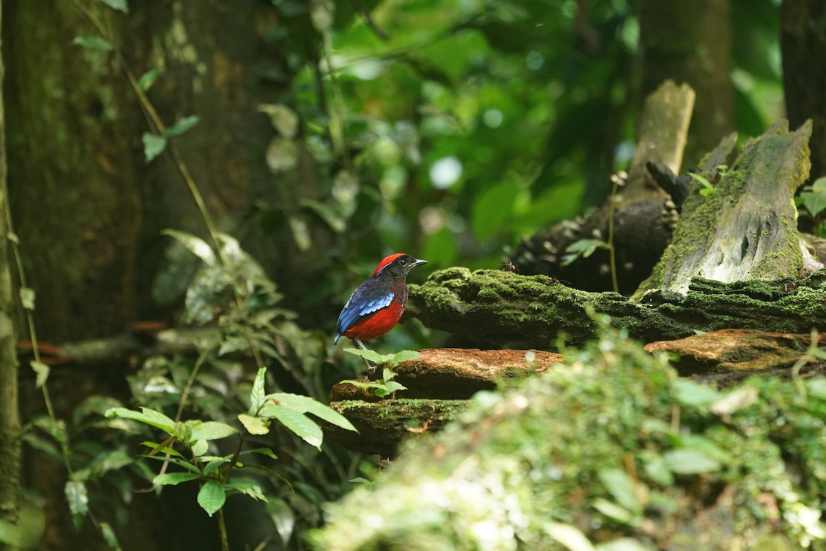 ムラサキヤイロチョウ - ML644636411