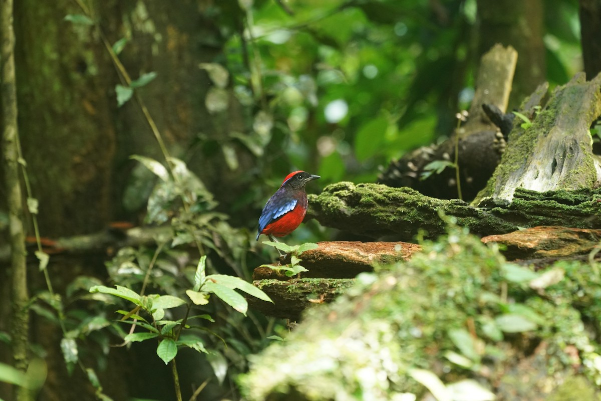 ムラサキヤイロチョウ - ML644636412