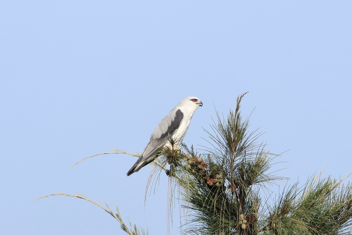 カタグロトビ - ML644636414