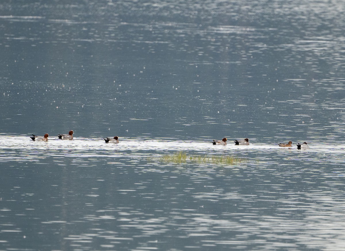 ヒドリガモ - ML644636415