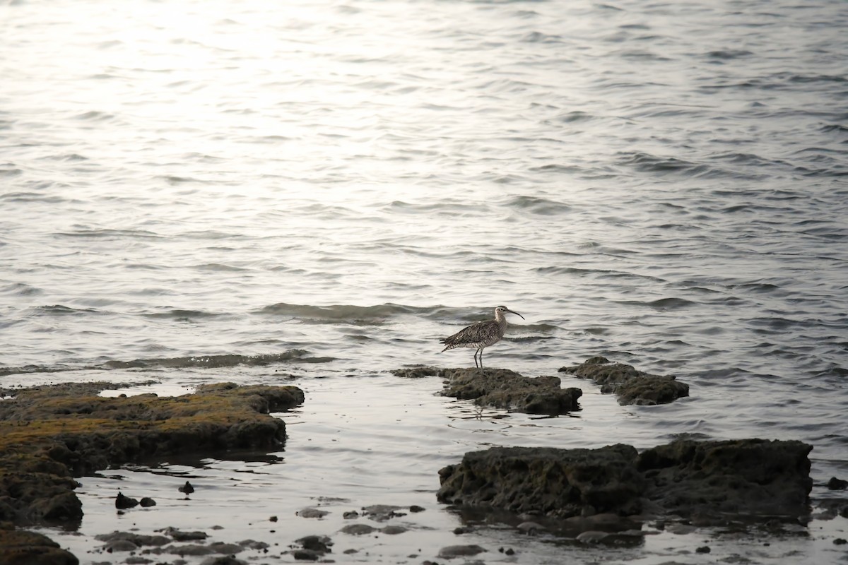 チュウシャクシギ - ML644636416