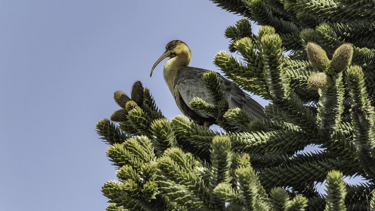 カオグロトキ - ML644636424