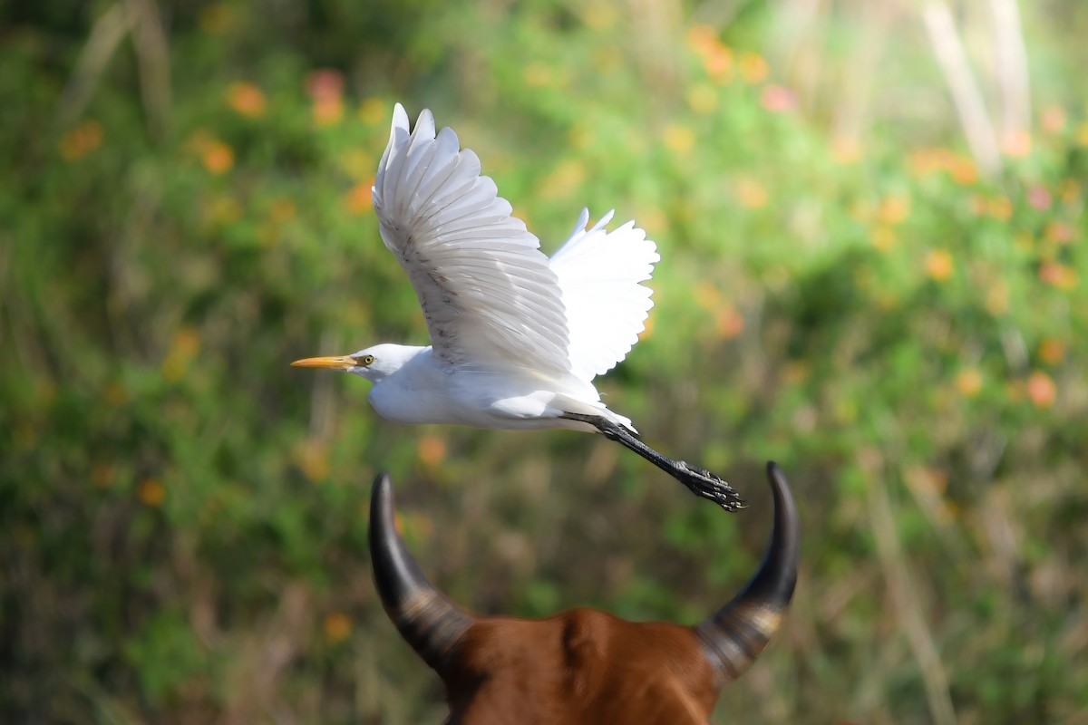 アマサギ - ML644636425