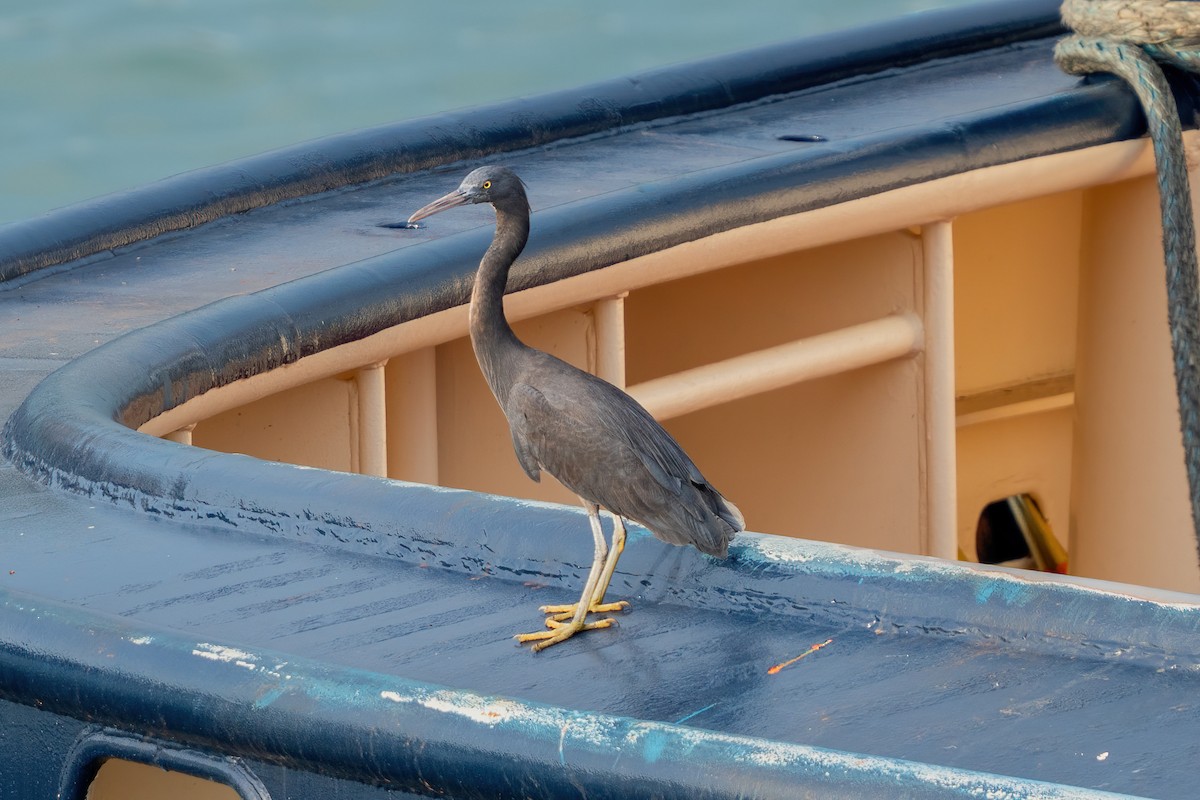 Pacific Reef-Heron - ML644636426